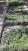 راه اندازی خزانه تولید و تکثیر گیاهان زینتی در مزرعه دانشکده کشاورزی